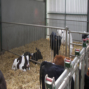 Calf Separation Panels